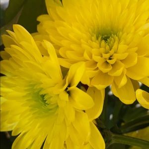 Meet your Posher, Rachelle